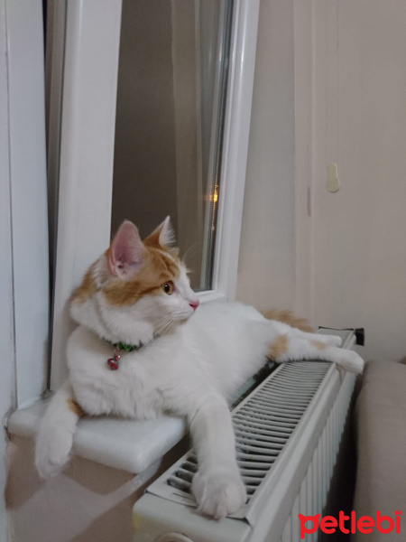 Tekir Kedi, Kedi  Prenses fotoğrafı