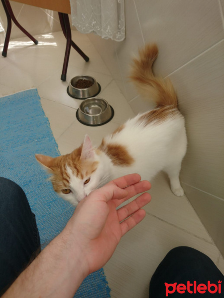 Tekir Kedi, Kedi  Prenses fotoğrafı