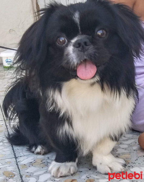 Pekingese, Köpek  Babi fotoğrafı