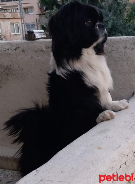 Pekingese, Köpek  Babi fotoğrafı