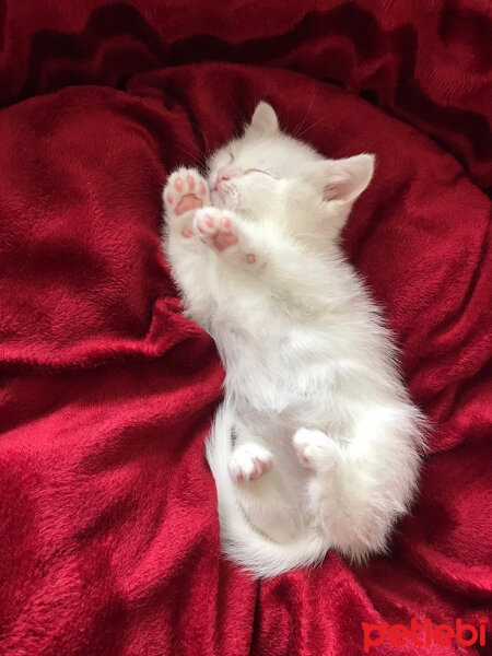 British Shorthair, Kedi  Maya fotoğrafı