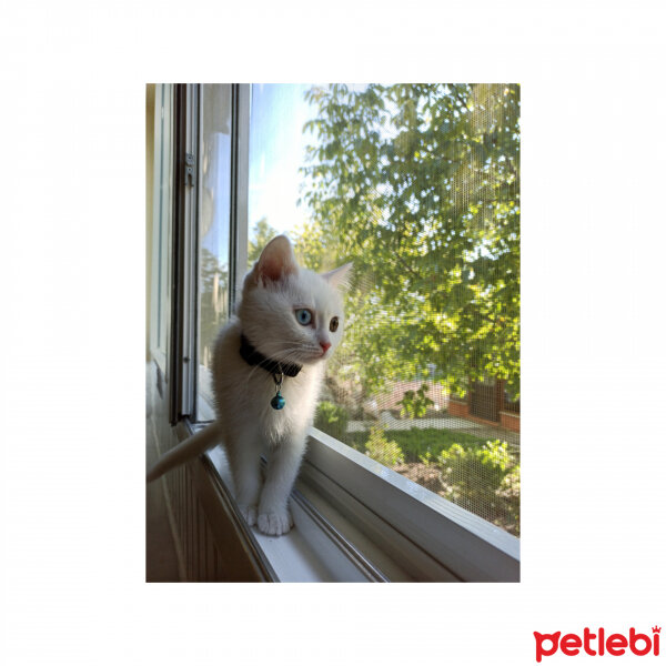 British Shorthair, Kedi  Maya fotoğrafı