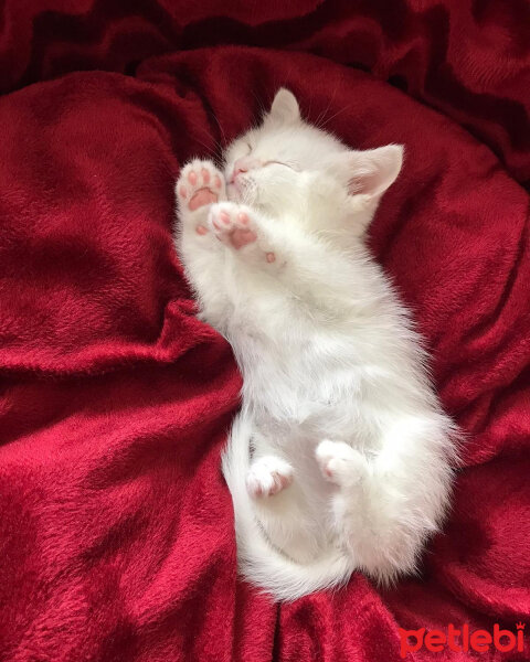 British Shorthair, Kedi  Maya fotoğrafı