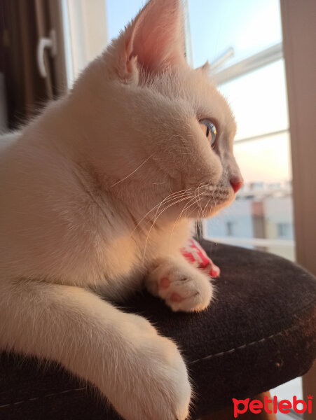 British Shorthair, Kedi  Maya fotoğrafı