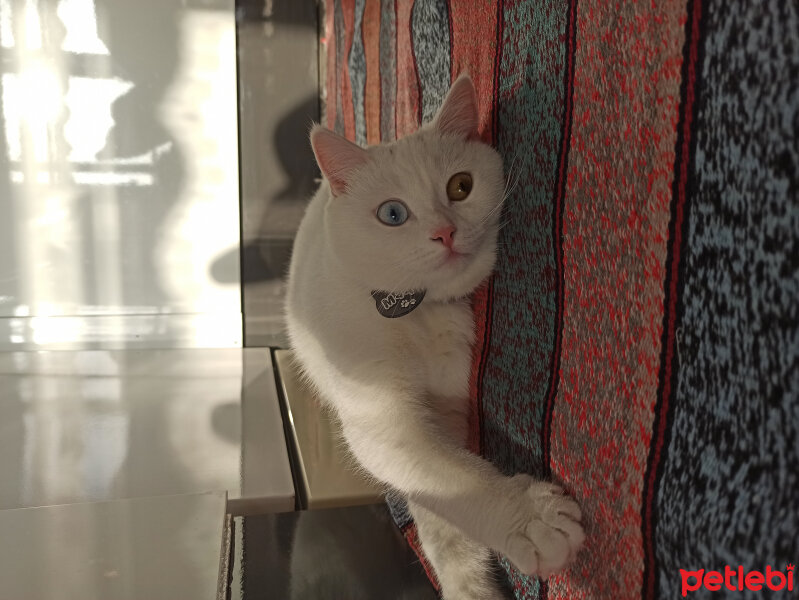 British Shorthair, Kedi  Maya fotoğrafı