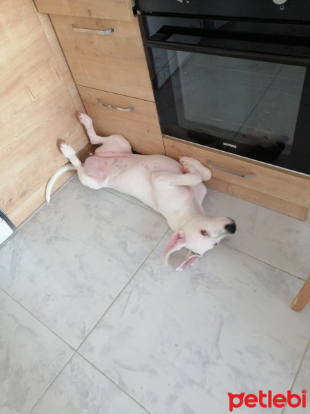 Dogo Arjantin, Köpek  Yasmin fotoğrafı