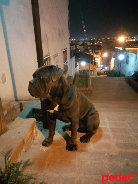 Cane Corso Italiano, Köpek  Ares fotoğrafı