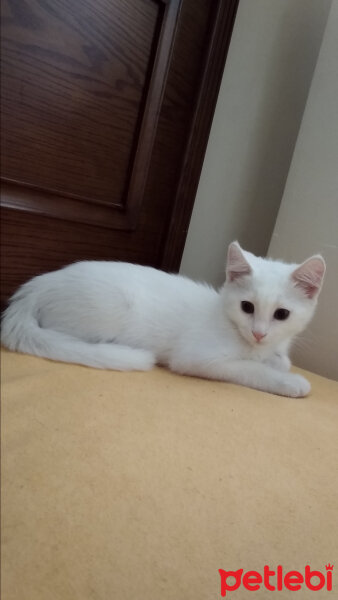 Ankara Kedisi, Kedi  Bulut Efe fotoğrafı