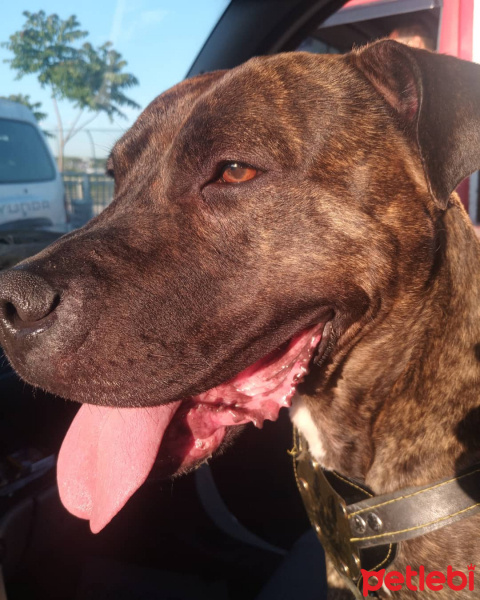 Amerikan Pitbull Terrier, Köpek  Yadigar fotoğrafı