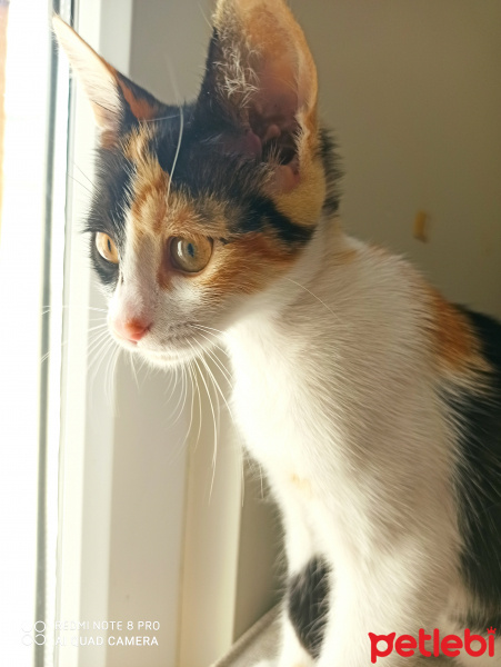 Korat, Kedi  Leo fotoğrafı