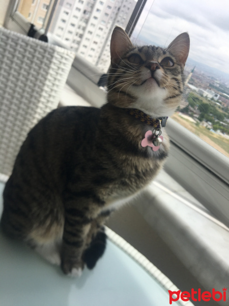 Tekir Kedi, Kedi  Ceku fotoğrafı