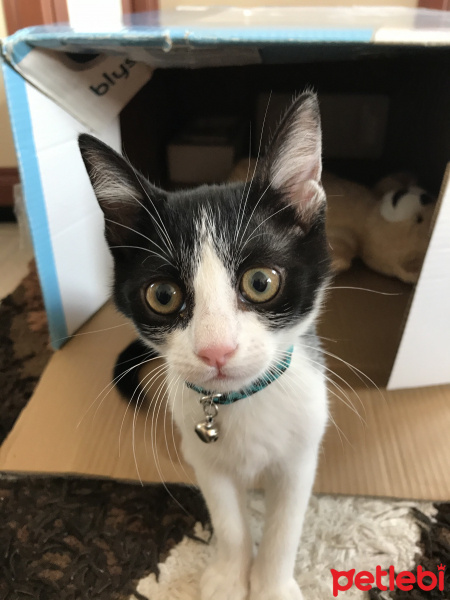Tuxedo (Smokin) Kedi, Kedi  Çakıl fotoğrafı