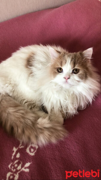 British Shorthair, Kedi  Pamuk fotoğrafı