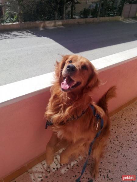 Golden Retriever, Köpek  TARÇIN fotoğrafı