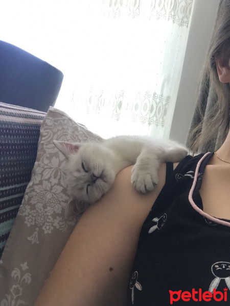 Scottish Fold, Kedi  Luna fotoğrafı
