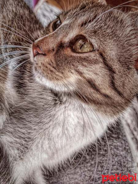 Tekir Kedi, Kedi  Elsa fotoğrafı