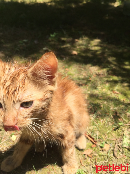 Tekir Kedi, Kedi  Tarçın fotoğrafı