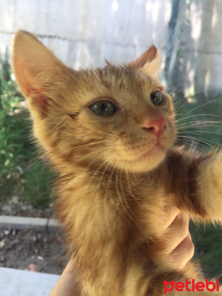 Tekir Kedi, Kedi  Tarçın fotoğrafı