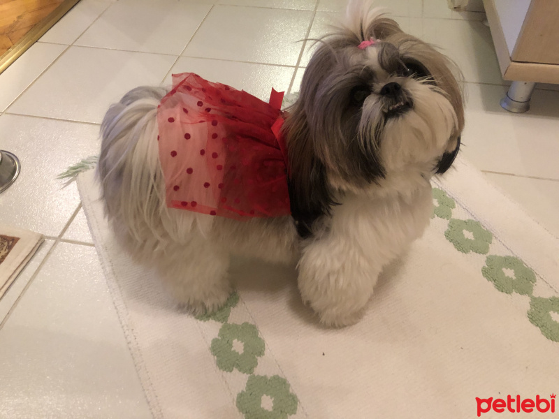 Shih Tzu, Köpek  Maya fotoğrafı