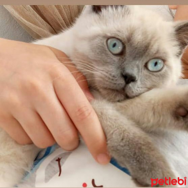 British Shorthair, Kedi  duman fotoğrafı