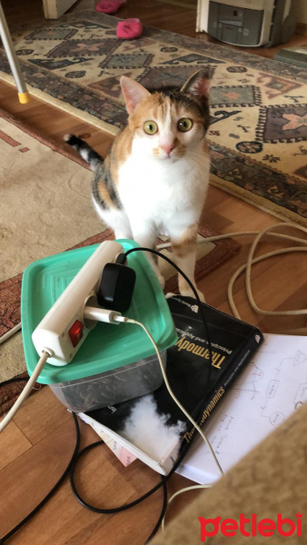 Tekir Kedi, Kedi  Müzeyyen fotoğrafı