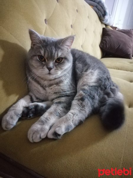 British Shorthair, Kedi  Minnoş fotoğrafı