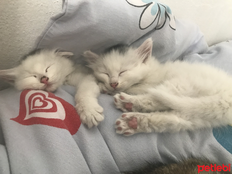 Tekir Kedi, Kedi  Sütlaç ve puding fotoğrafı