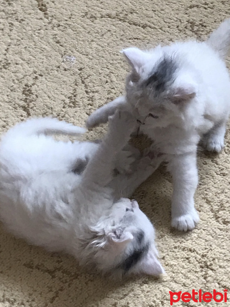 Tekir Kedi, Kedi  Sütlaç ve puding fotoğrafı