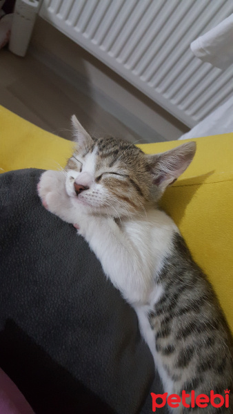 Tekir Kedi, Kedi  Inci fotoğrafı