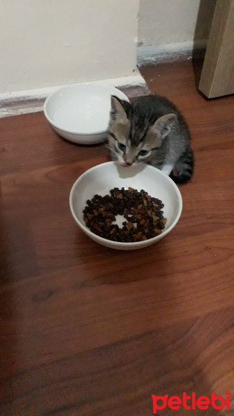 Tekir Kedi, Kedi  Ateş fotoğrafı