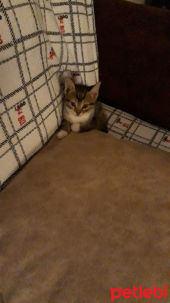 Tekir Kedi, Kedi  Ateş fotoğrafı