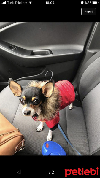Minyatür Pinscher, Köpek  Mars fotoğrafı