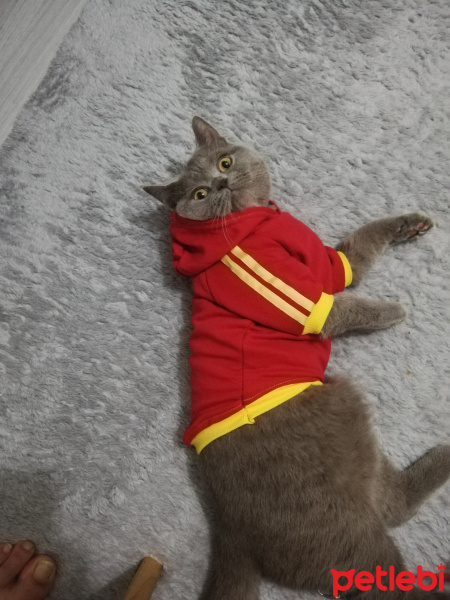 British Shorthair, Kedi  Papyon fotoğrafı