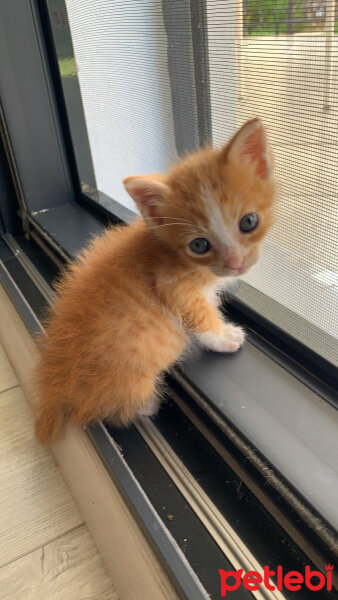 Sarman, Kedi  Simon fotoğrafı