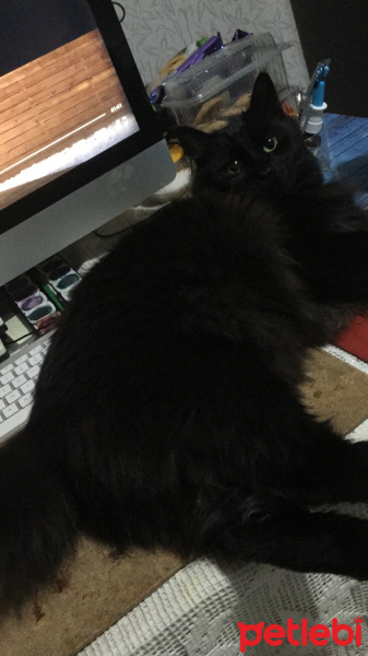 Tekir Kedi, Kedi  Lousa, April, Jack fotoğrafı