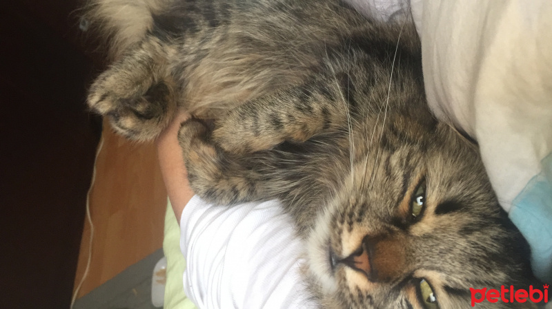 Tekir Kedi, Kedi  Lousa, April, Jack fotoğrafı