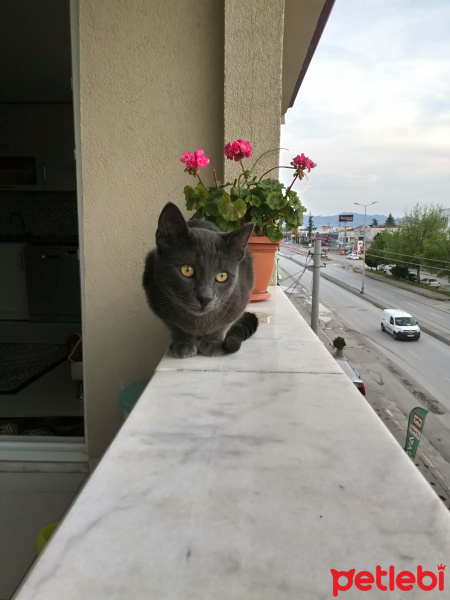 Mavi Rus, Kedi  duman fotoğrafı