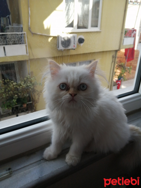 Chinchilla, Kedi  Şeker fotoğrafı