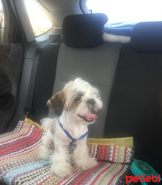 Shih Tzu, Köpek  Yumak fotoğrafı