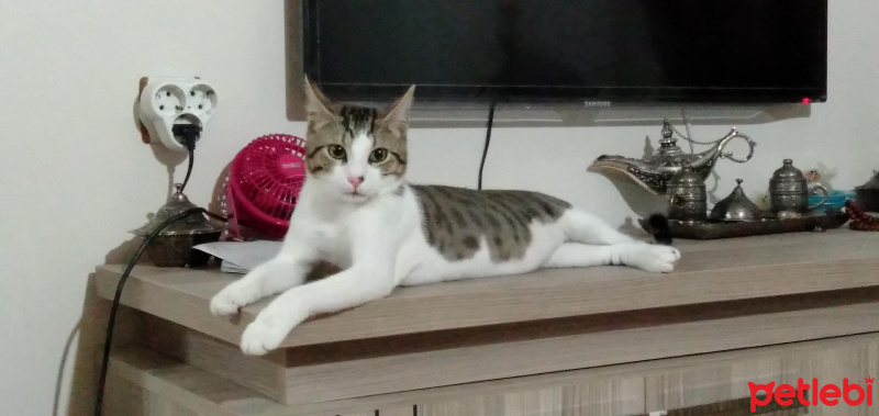 Tekir Kedi, Kedi  LADİN fotoğrafı