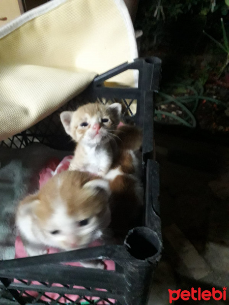 Sarman, Kedi  Mia mila muko fotoğrafı