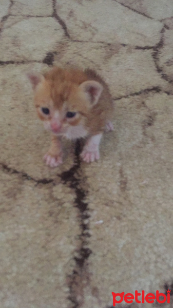 Sarman, Kedi  Mia mila muko fotoğrafı