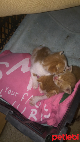 Sarman, Kedi  Mia mila muko fotoğrafı