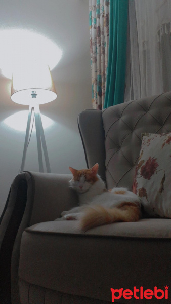 Van Kedisi, Kedi  Behlül fotoğrafı