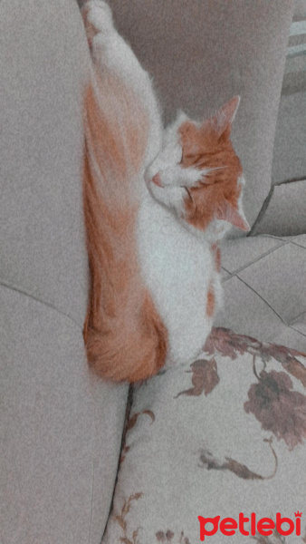 Van Kedisi, Kedi  Behlül fotoğrafı