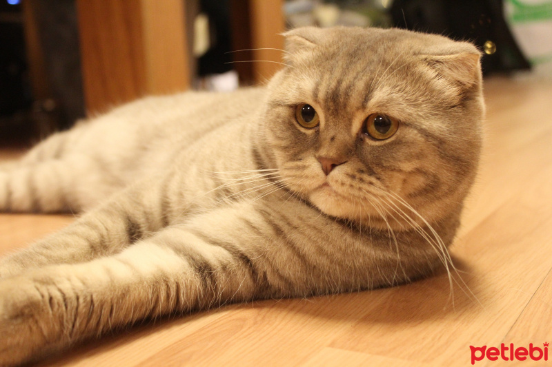 Scottish Fold, Kedi  Simba fotoğrafı