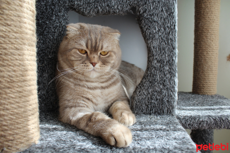 Scottish Fold, Kedi  Simba fotoğrafı