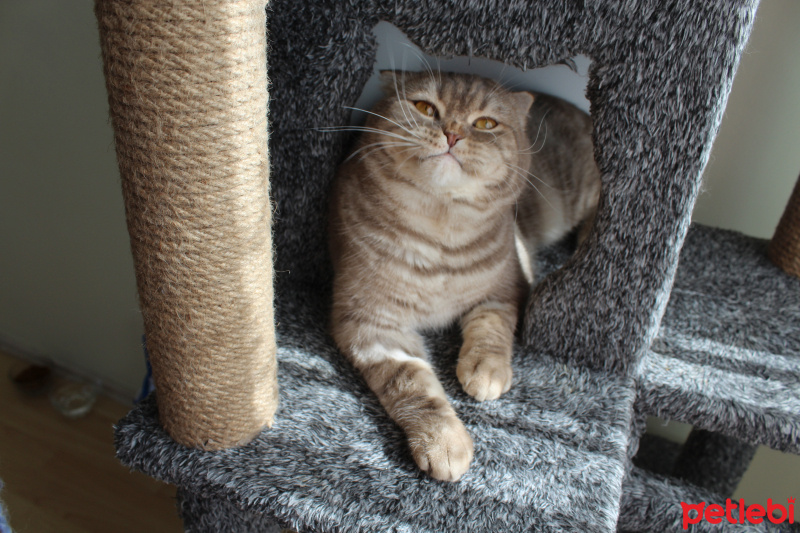 Scottish Fold, Kedi  Simba fotoğrafı