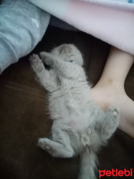 Scottish Fold, Kedi  Suşi fotoğrafı
