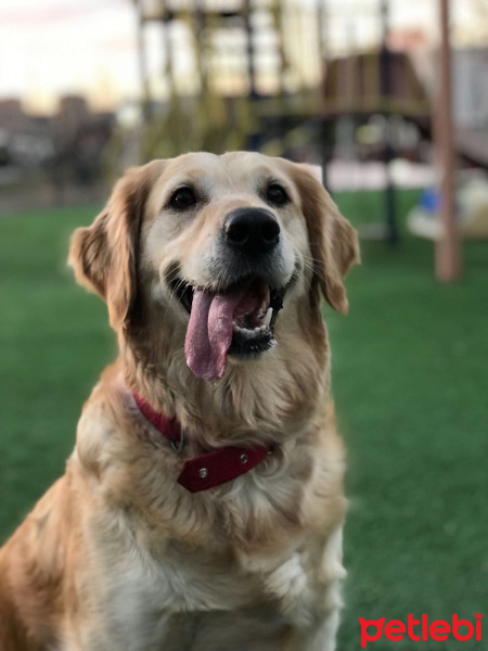 Kars Çoban Köpeği, Köpek  Çilek fotoğrafı